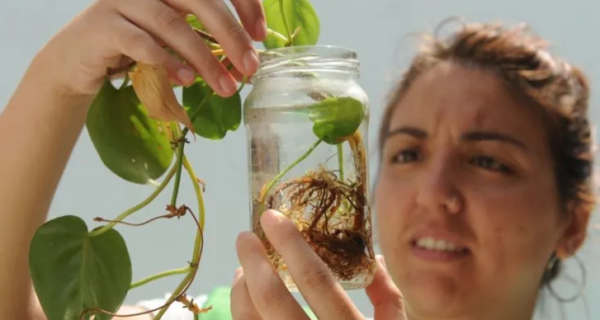 Dengue: se confirm&oacute; la presencia del vector en 44 barrios de la ciudad de Santa Fe