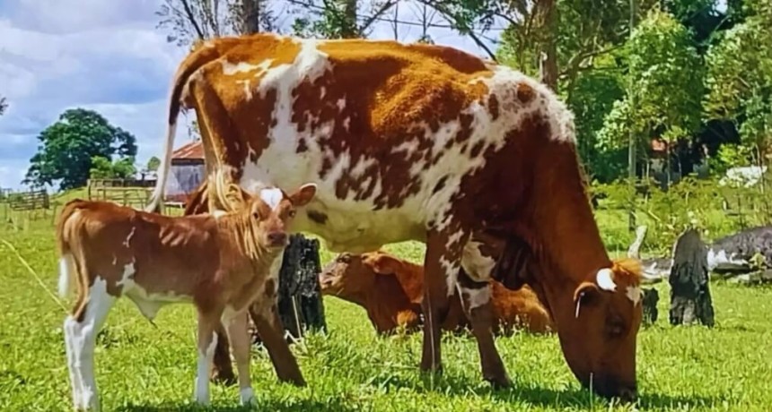 Una soluci&oacute;n &ldquo;natural&rdquo; contra la garrapata: detectan que los bovinos criollos tienen alta resistencia al par&aacute;sito