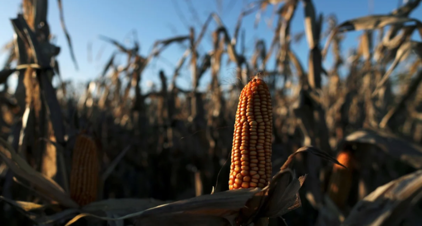 Ma&iacute;z 2025/26: el balance regional de una campa&ntilde;a con producci&oacute;n y exportaciones r&eacute;cord