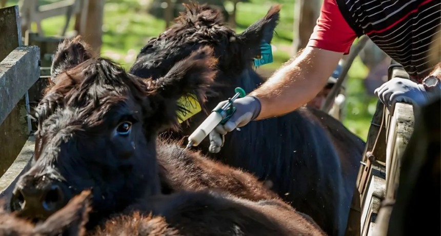 Fuerte rechazo de CRA a la desregulaci&oacute;n de la lucha contra la fiebre aftosa: &ldquo;El gobierno cometi&oacute; un error&raquo;