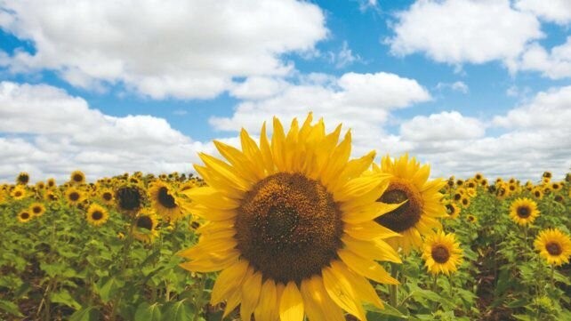 ¿Por qué el precio del aceite de girasol subió casi 200% en un año?