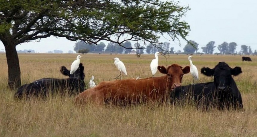Ganadería del pastizal: comprueban que cuidar el ambiente es un buen negocio