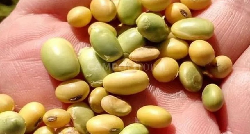Hasta 90% de grano verde en partidas de soja del centro santafesino 