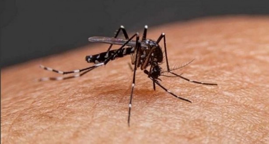 Dengue: se&ntilde;alan que, a diferencia de a&ntilde;os anteriores, "ahora los casos son con sintomatolog&iacute;a mucho m&aacute;s marcada"