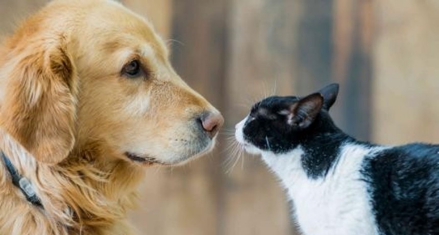 El Gobierno autorizó a las farmacias a vender medicamentos de uso veterinario recetados