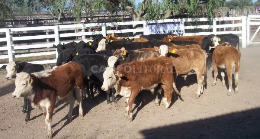 Arrecia la salida de terneros con buenas perspectivas para engordadores