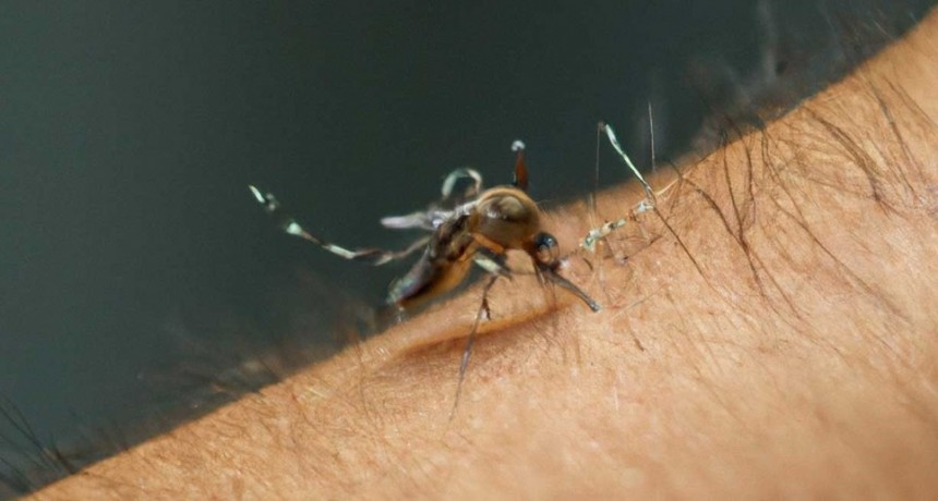 Muertes por dengue en Santa Fe: Municipio y Provincia no son los únicos responsables