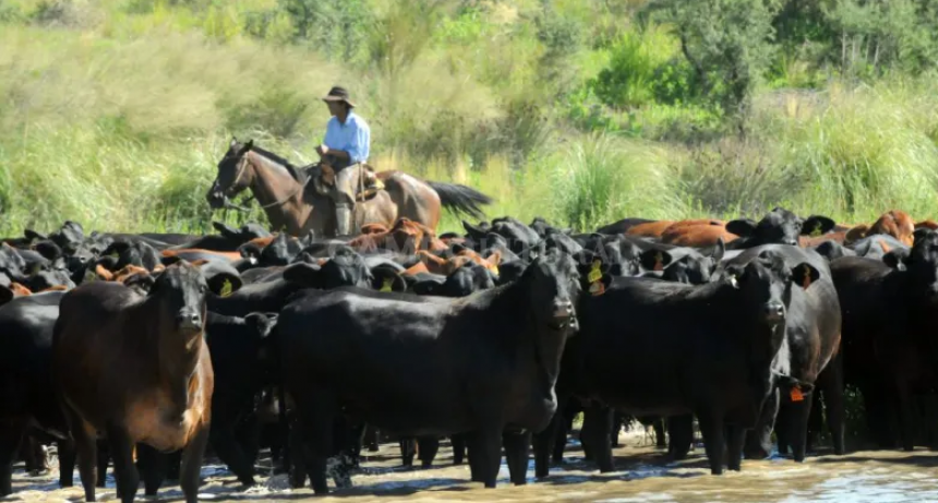 Se viene el Mundial Brangus 