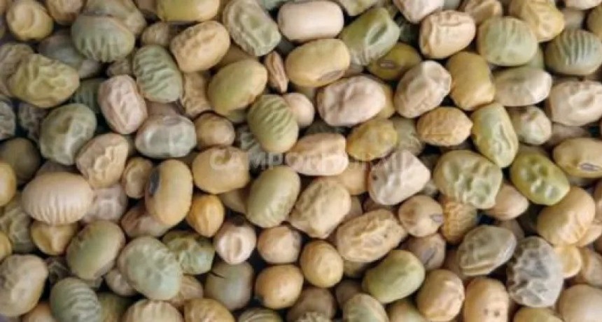  Alerta soja: por variable calidad de los granos, recomiendan analizar lotes por sectores para decidir qué destino darle