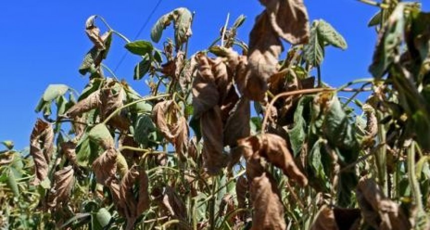 La pérdida de soja en Santa Fe quintuplica el promedio de las últimas diez campañas