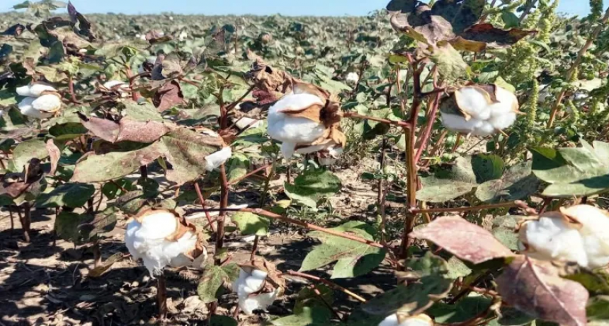  Trilla de soja: mucho ruido y pocos porotos