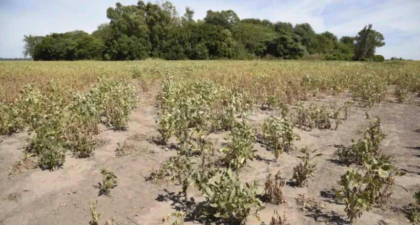 Soja: una campaña rércord, pero de daños