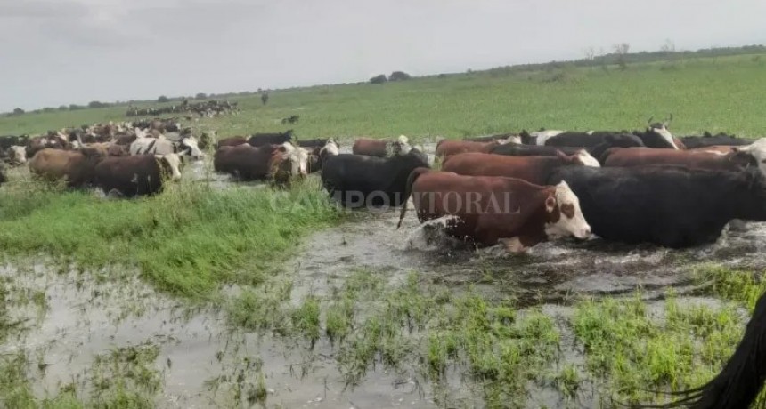 Ante la crecida de los ríos, sacan hacienda de las islas 