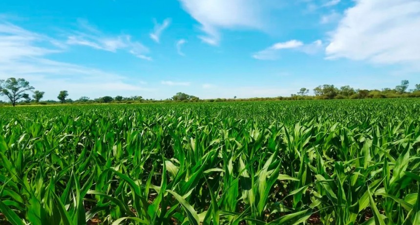 En Santiago del Estero muchos cultivos se van a cosechar teniendo márgenes negativos