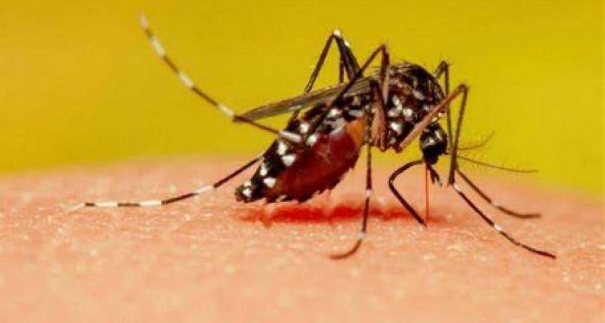 La ANMAT aprob&oacute; la vacuna contra el dengue: cu&aacute;ndo llegar&aacute; al pa&iacute;s y c&oacute;mo ser&aacute; su aplicaci&oacute;n