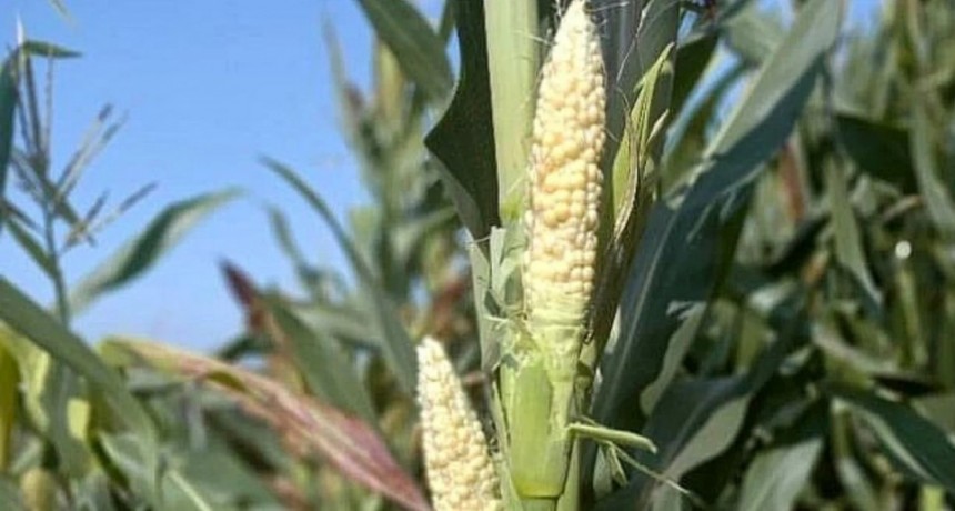 La chicharrita afecta al 100 % de los maíces de segunda en 12 departamentos santafesinos