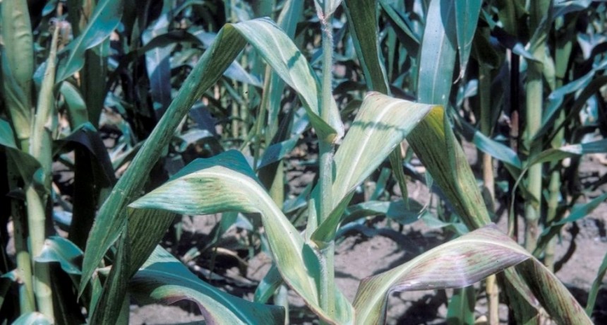 Colapsan los maíces por spiroplasma en el norte santafesino y piden quitarle las retenciones