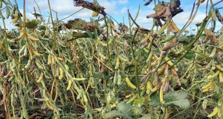 COMENZÓ LA RECOLECCIÓN DE LA SOJA Y EL ALGODÓN