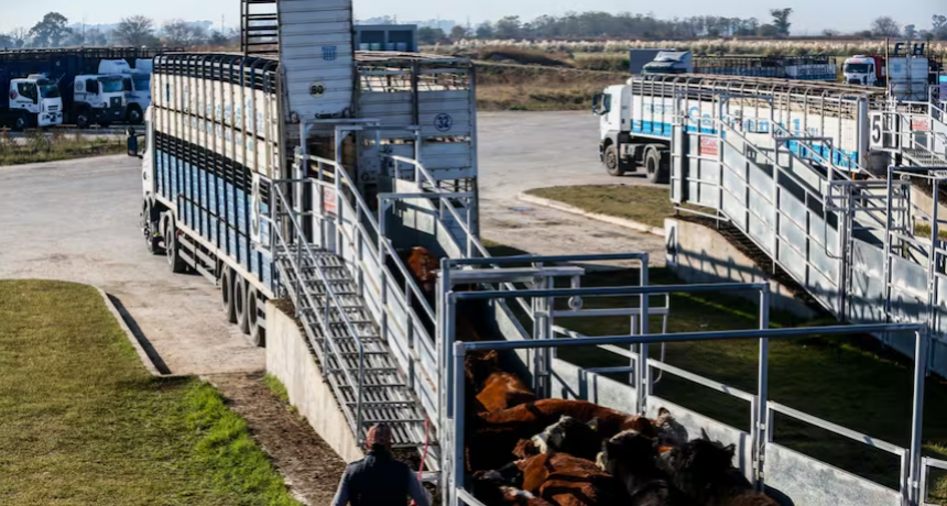Menor interés de la demanda y valores en baja para la hacienda en el Mercado Agroganadero de Cañuelas
