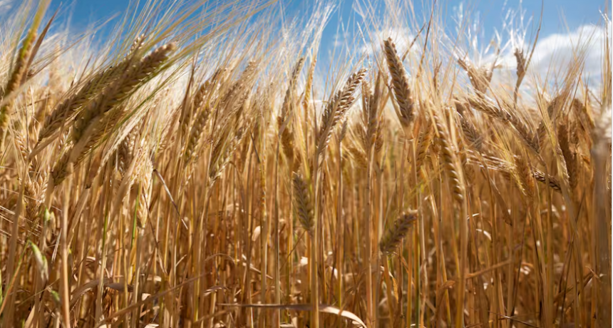 Los precios del trigo a cosecha no entusiasman a los productores