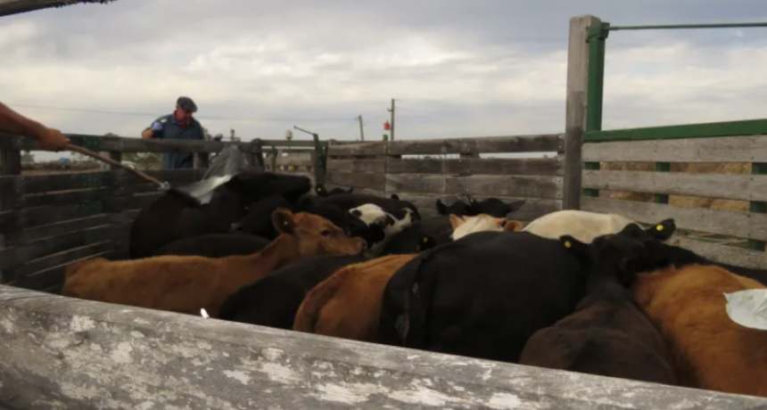 SE DISPARÓ EL PRECIO DE LAS VACUNAS 