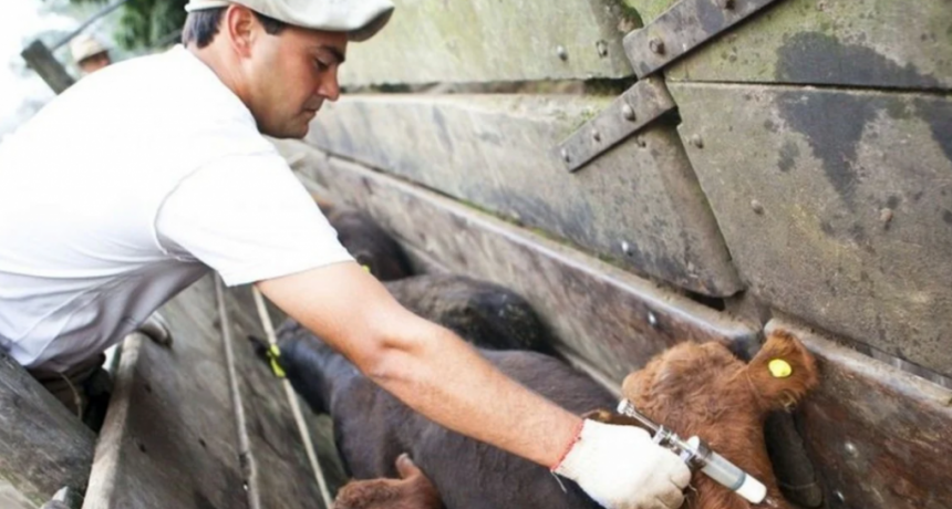 El gobierno nacional permitirá utilizar una vacuna antiaftosa bivalente