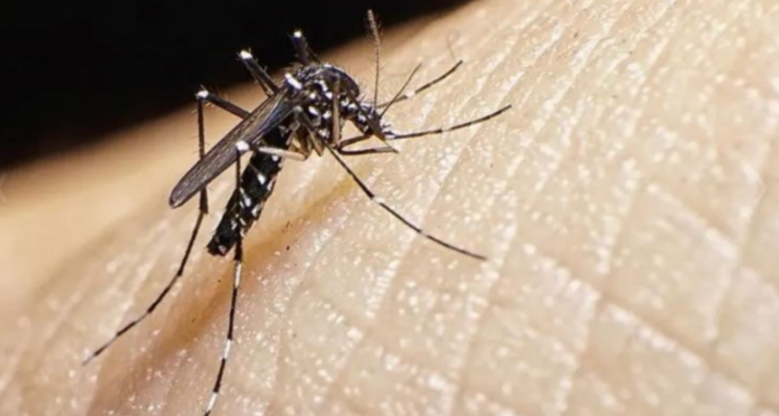 Frío en Córdoba: ¿qué pasa con los mosquitos?