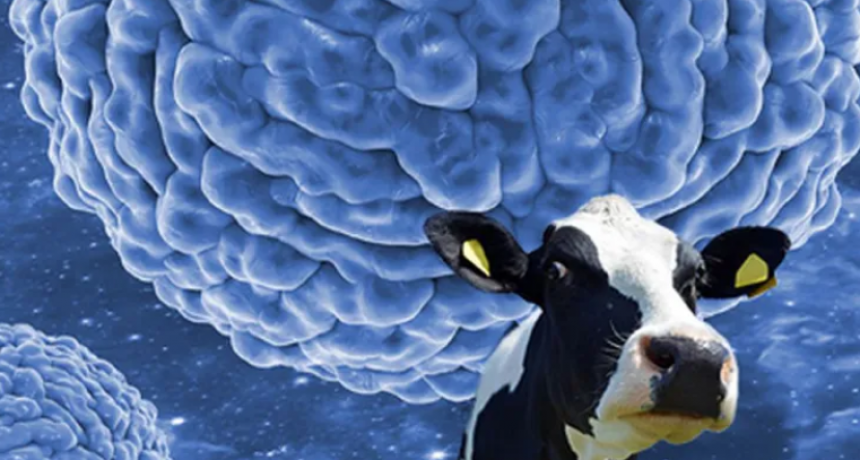 DEBATE SOBRE LA VACUNA ANTIAFTOSA: ASEGURAN QUE LA BIVALENTE ES EFECTIVA 