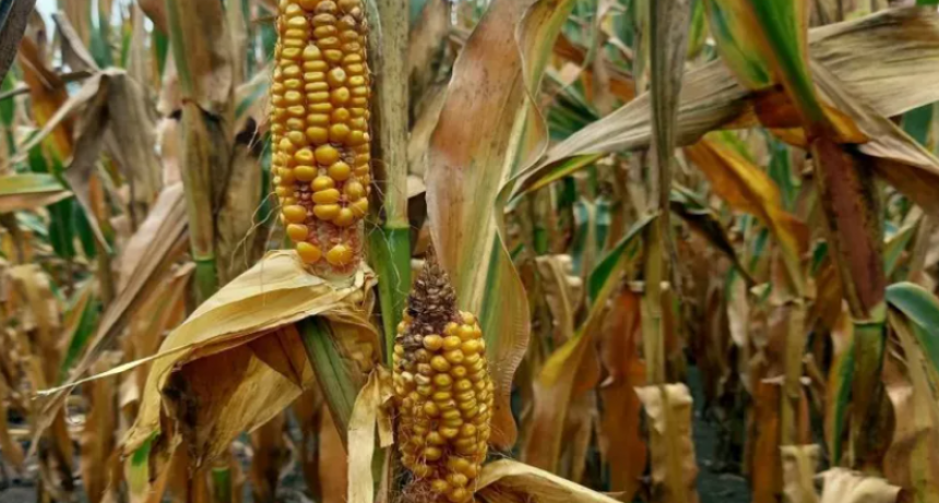 EN UN MES LA CHICHARRITA 