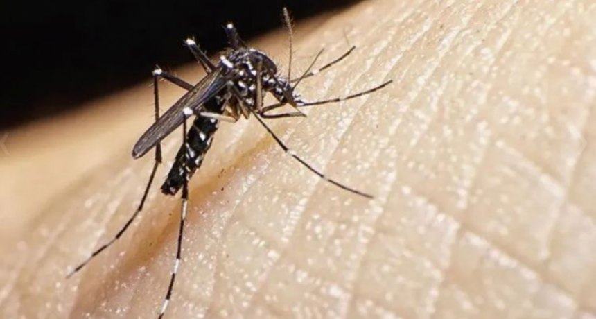 Santa Fe: Salud indicó que hay una desaceleración de casos de dengue