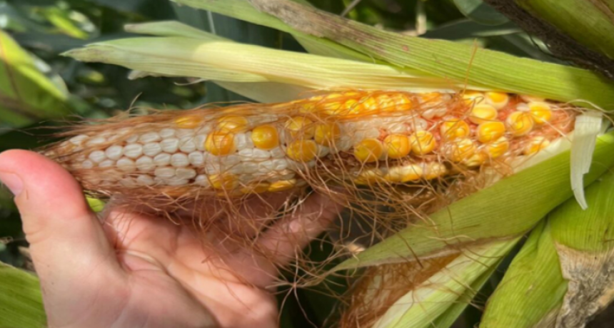 Por chicharrita y Spiroplasma, cuánto cayeron los rindes en una de las principales regiones productivas