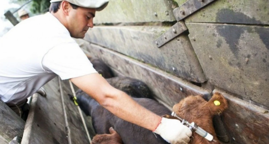 El gobierno nacional permitirá utilizar una vacuna antiaftosa bivalente