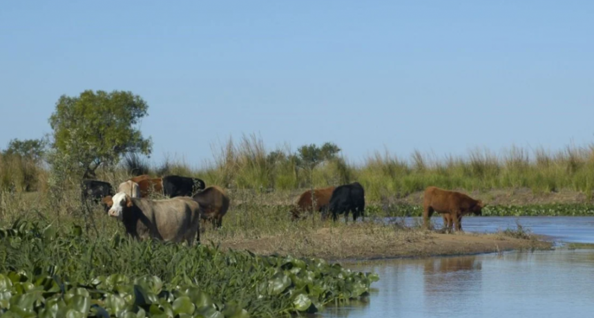 Ganadería verde que rinde más