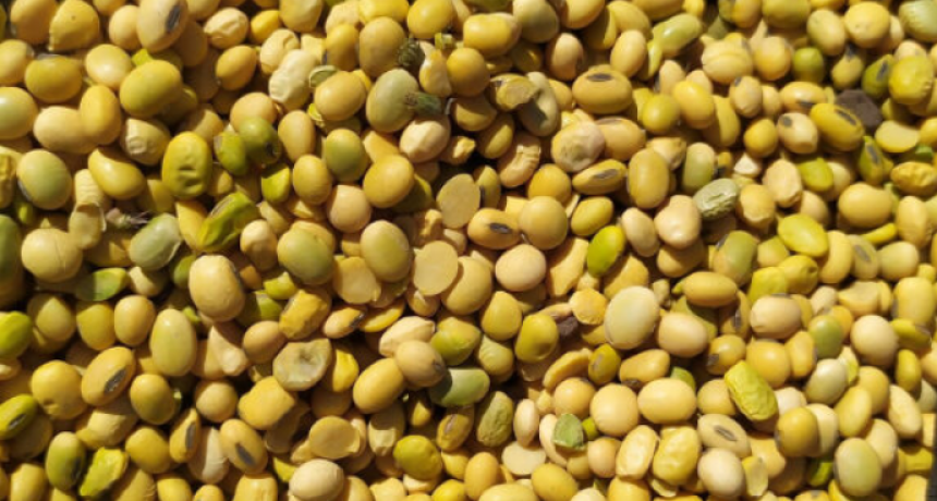 Soja verde y Soja húmeda: oportunidades de comercialización; y al resto, ¿conviene vender o no vender?