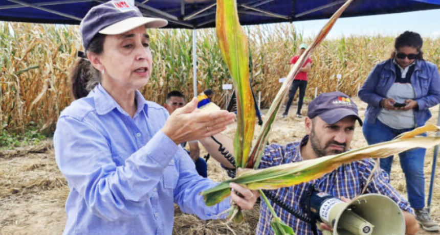 María de la Paz Gíménez y la Chicharrita: ¿qué hacer frente a la plaga de aquí en adelante?