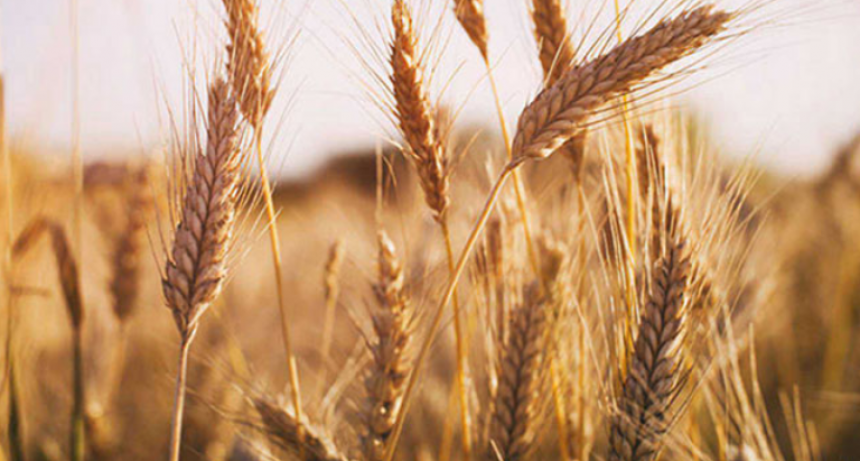 Trigo: CRA reiteró al Gobierno que elimine las retenciones porque “ponen contra las cuerdas” al productor