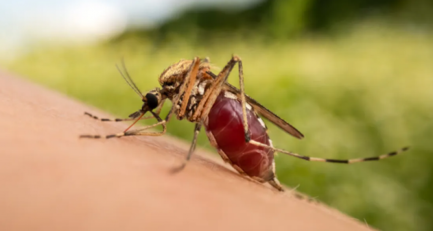 Dengue: una especialista del Malbrán advirtió que 