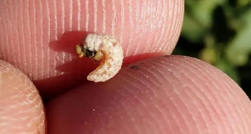 Reapareció el picudo en los algodones santafesinos