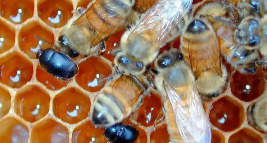 PEQUEÑO ESCARABAJO DE LAS COLMENAS: SENASA DIFUNDE MEDIDAS SANITARIAS OBLIGATORIAS
