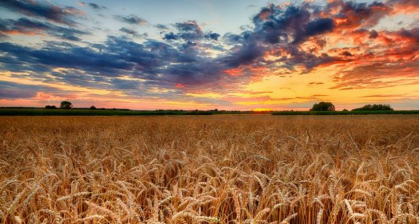 El resultado econ&oacute;mico condiciona la siembra