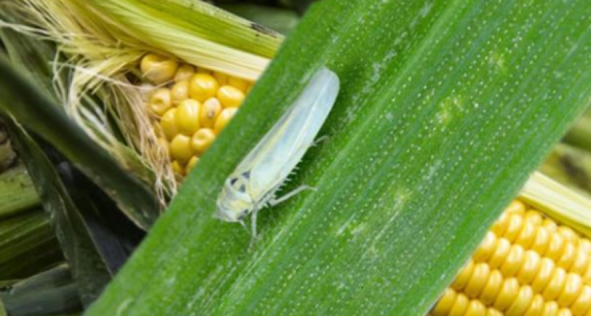 Las pérdidas por la 