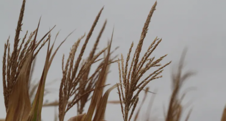 LAS LLUVIAS PARALIZAN LA COSECHA