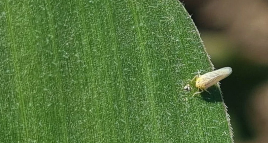 Santa Fe busca involucrar a provincias vecinas y la Nación para el control de la chicharrita