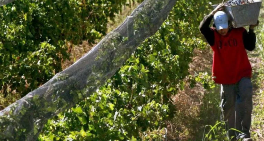 REFORMA LABORAL EN EL AGRO: LOS CAMBIOS QUE INCLUYE LA LEY BASES