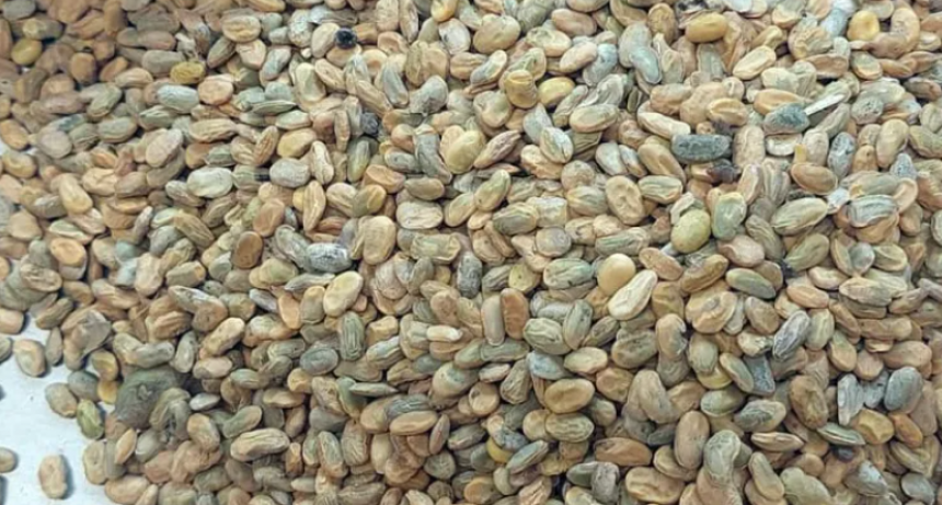 SOJA VERDE Y DAÑADA: LA CAMPAÑA QUE NO FUE 