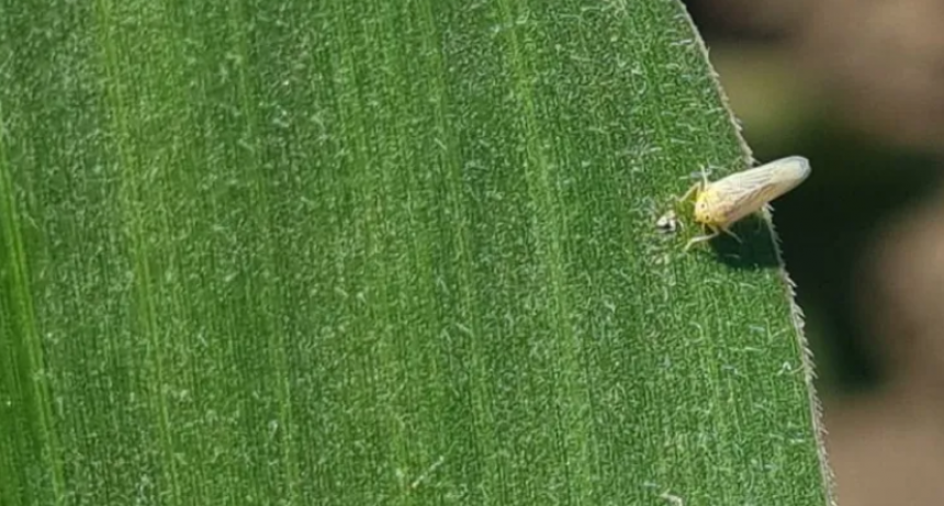 CHICHARRITA: AVANZA EL DISE&Ntilde;O DE UN PROGRAMA DE VIGILANCIA Y MONITOREO EN SANTA FE