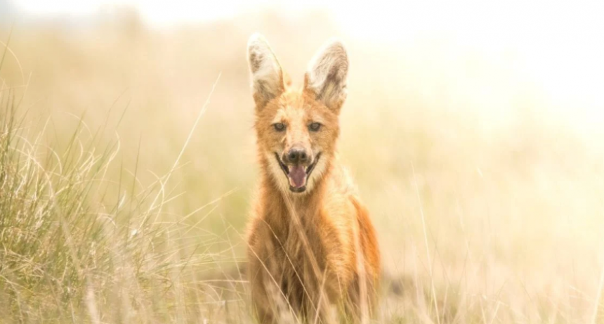 Un trabajo cient&iacute;fico revela c&oacute;mo la agricultura limita el h&aacute;bitat de un monumento natural de Santa Fe