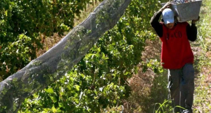 REFORMA LABORAL EN EL AGRO: LOS CAMBIOS QUE INCLUYE LA LEY BASES 