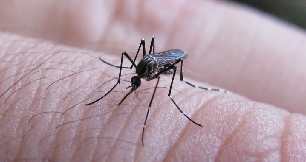 Dengue en Santa Fe: localidades en brote, en recuperación y con nuevos casos