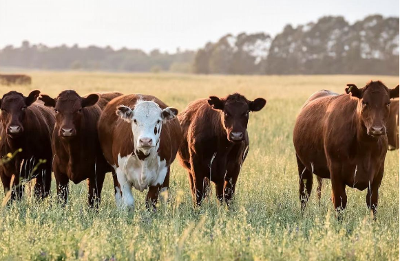 ¿Dónde están las vacas?